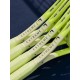 Head Extreme MP 300 Gram Tennis Racket Head Extreme MP 300 Gram Tennis Racket